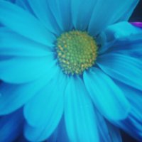 Laura Wolf (@lauralwolf103) 's Twitter Profile