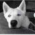 @Covfefe (@huskytor) Twitter profile photo @Covfefe (@huskytor) Twitter profile photo