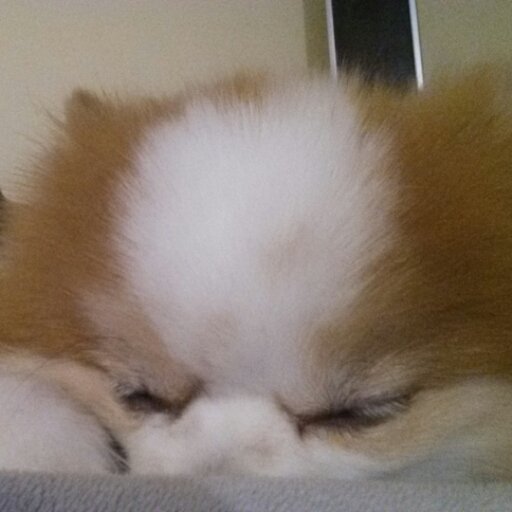 thepibb's profile picture. 