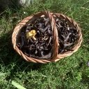 consuelo Leon Alcala - @alcala1952 - Twitter