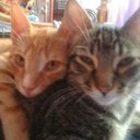 Anna Silvestro - @silvestroanna15 - Twitter