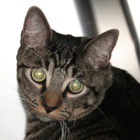 BoogerTheCat's profile picture. I will follow you if your butt smells good.