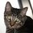 BoogerTheCat's profile image
