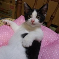 @マダムS (@jade1900_2011) 's Twitter Profile