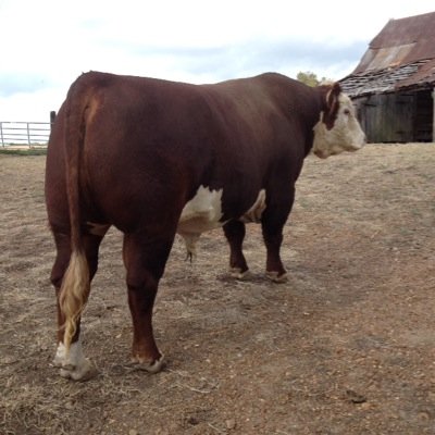 baileysa1515's profile picture. Three words that descibe me golf, hunting, and baseball. (Go RedSoxs)