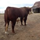 Shaun Austin - @baileysa1515 - Twitter