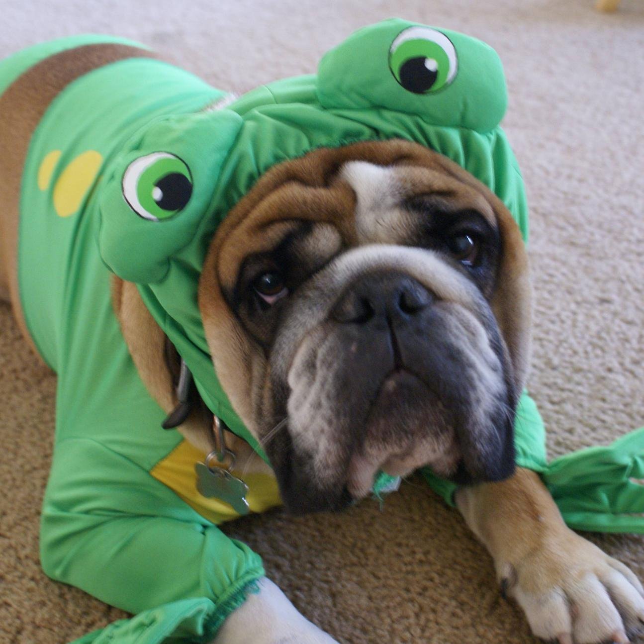 English Bulldog