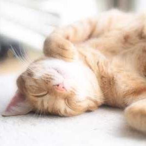 猫写真ツイートします★まぐまぐ⇒http://t.co/bWfoAFRm8Y にて店舗経営者・小規模事業者の方向けに「無料ブログで集客する方法」も垂れ流しています。お気軽にフォローしてください。