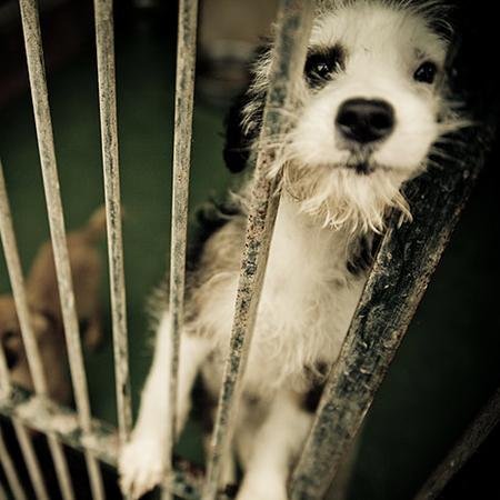 SaveUgly is being established to help animals get out of ugly situations such as high-kill shelters. Please donate to help build our animal/pet sanctuary.