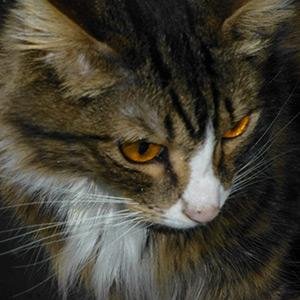 Follow my quest to have my handlers obey me, avoid the cursed vet, and, someday, rule the world.