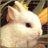 noliusabea's profile image
