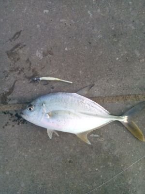 annruirui's profile picture. メッキ釣り大好きです
ロックフィッシュも大好きです
とにかく釣りブログみたいなの書ければいいかな