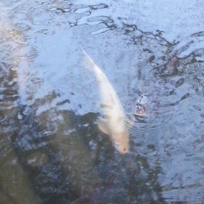 yamapxyamap's profile picture. 