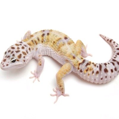 ヒョウモントカゲモドキ、レオパ、昆虫のブリード、たまに紹介がてらにツイート、