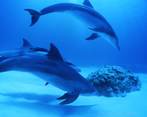 bookmark77's profile picture. 