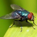 Maria Cabebe - @momothefly - Twitter