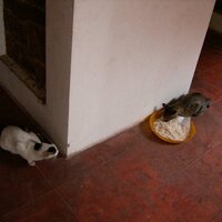 key-que (@noisemusa) 's Twitter Profile Photo