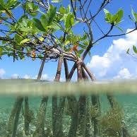 NanoSPL's profile picture. Management of Coastal and Marine Resources I ONTOSENO RED FISH