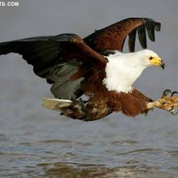 toufik (@0550fares1) Twitter profile photo