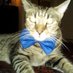 TherealSpaceCat (@bastet970) Twitter profile photo TherealSpaceCat (@bastet970) Twitter profile photo