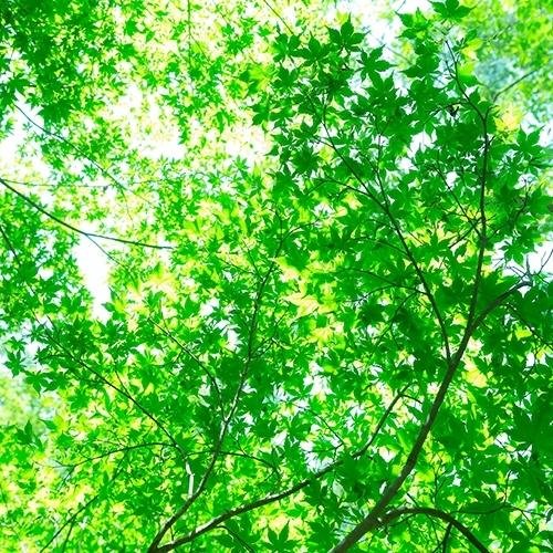 和　み　-nagomi-(管理人)さんのプロフィール画像