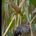 Cordny Nederkoorn (@birdsbehaviour) Twitter profile photo Cordny Nederkoorn (@birdsbehaviour) Twitter profile photo