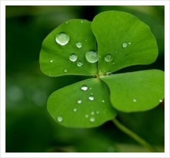 ohlotto's profile picture. 당신에게 네잎클로버를 드립니다. 행복을 통해 행운이 있으시길... 이벤트에 대한 모든것이 본 트위트에 있습니다. 지금 참여하세요. #이벤트_ #행운당_ 소셜이벤트