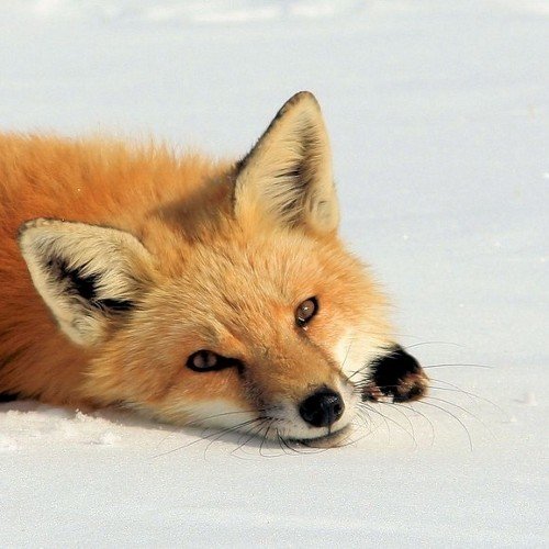 fox