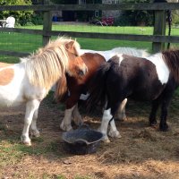 Munchkins Ponies (@munchkinsponies) 's Twitter Profile