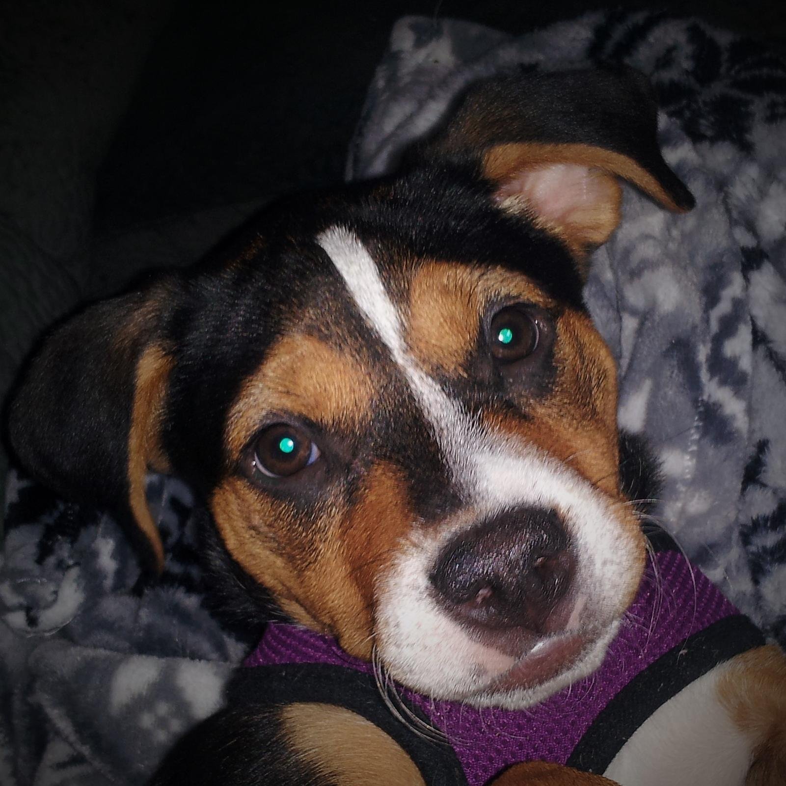 BeagleBaby34's profile picture. 