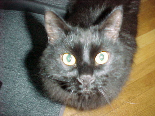 amyhelen's profile picture. I'm taller and less furry than my picture implies.