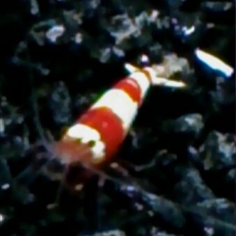 DaiyaMy's profile picture. ミナミヌマエビ、イエローチェリー、レッドビーを飼ってます。アクアリウム最高！ いつかダイヤモンドポルカ飼ってみたい