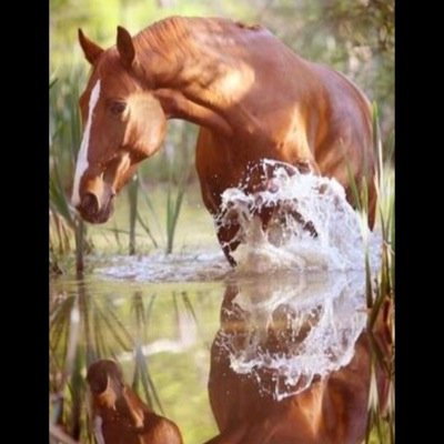 Hier vind je de mooiste paarden foto's ! sinds 31-05-2013 ★★★★★ account
