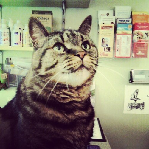 I'm Timmy & I am Bloorcourt  Clinics clinic cat and social media coordinator.  I love sleeping, eating & tweeting.  Meow!