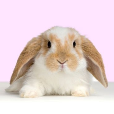 hi everyone!