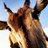 Enonkishu's profile image