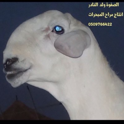 مراح المبحرات - لنوادر الأغنام الحرية الصنف ......للتواصل : ياسر الحربي .. جوال : 0509766422