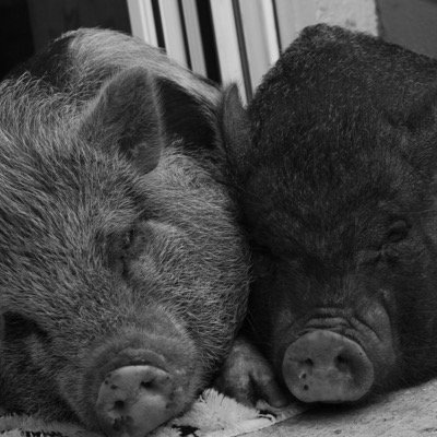ich glaub mein schwein pfeift.