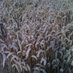 Farmer's Wife (@farmerswife71) Twitter profile photo