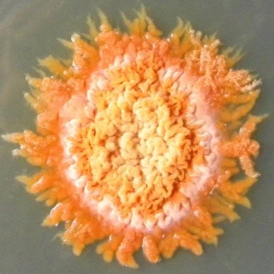 Motto: Revealing how life works.
We are the department of Biochemistry & Biophysics at Oregon State University in the College of Science.