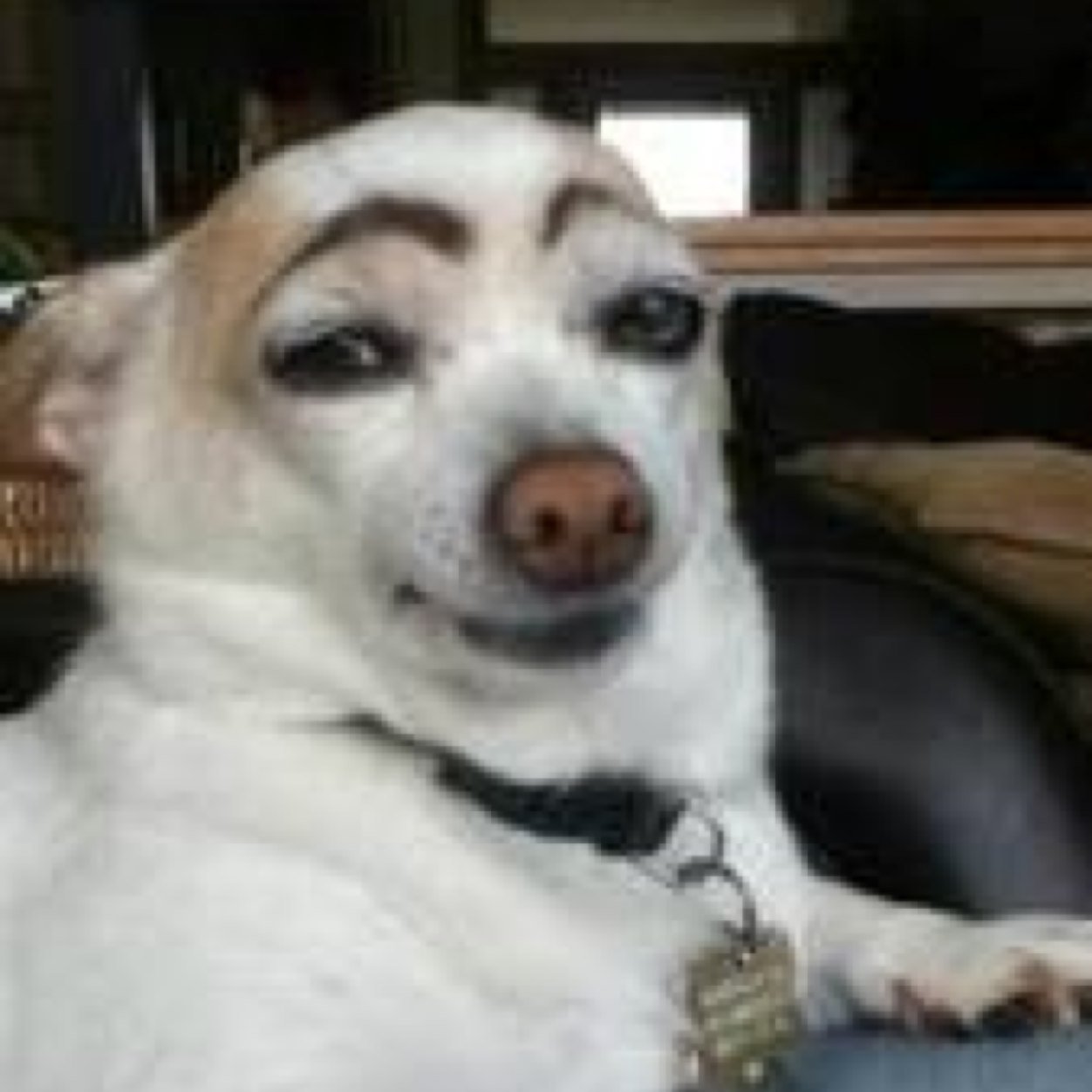 conbon2002's profile picture. ᑭOKEᗰOᑎ ᖴᗩᑎ