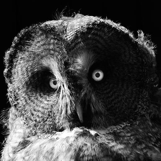 Wildlife, Event and Portrait Photographer based in Weston, England.