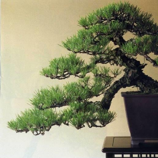 bonnsai000's profile picture. 盆栽の画像などアップします高級な盆栽なもUPしますので是非フォローしてくださいね♪相互フォロー支援もしますのでよろしくおねがいします