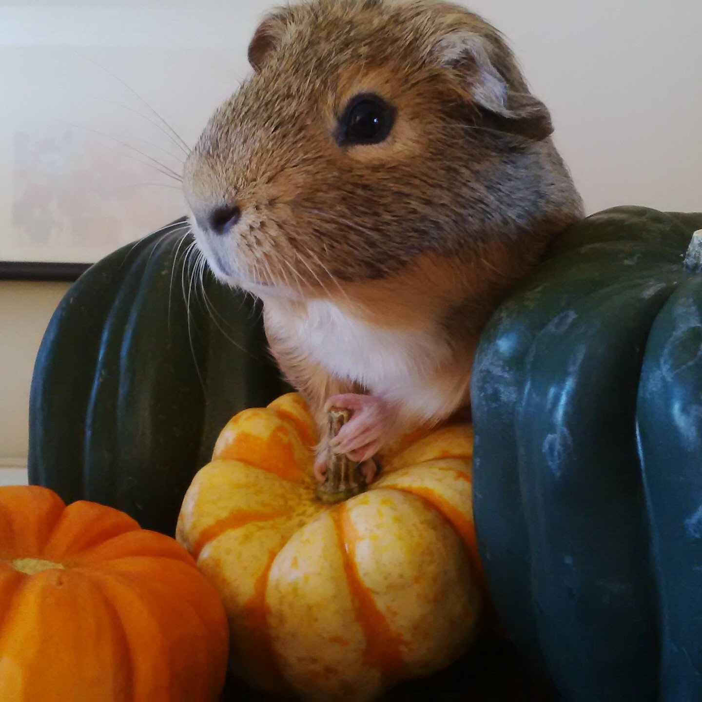 The adventures of Kevin the Guinea Pig.