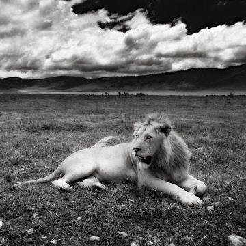 NewTradeLion's profile picture. Founder and CEO, http://t.co/cmVTefm63Z