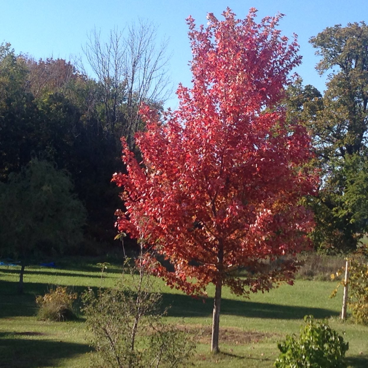 HaasPT's profile picture. 