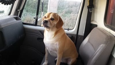 WittenHound's profile picture. Puggle (that's pug & beagle).  I help dad farm and like to watch racing.  Huskers and Cowboys fan.