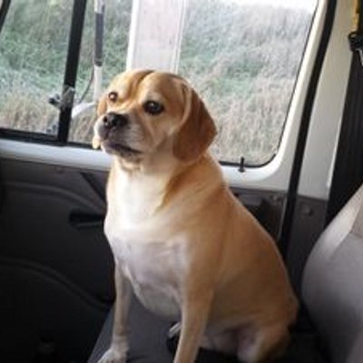 WittenHound's profile image