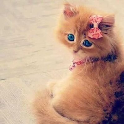 NoorRaya13's profile picture. 