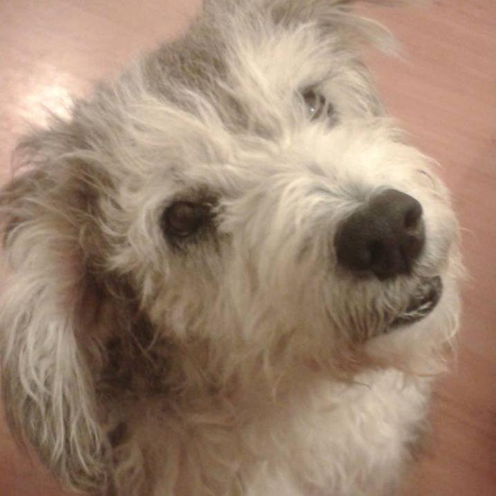 Candy - the legacy of a sponsor dog who left big paw prints to fill. Our oldie animal residents stay with us for the remainder of their lives. #loveoldies